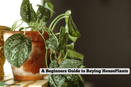 A Beginners Guide to Buying HousePlants