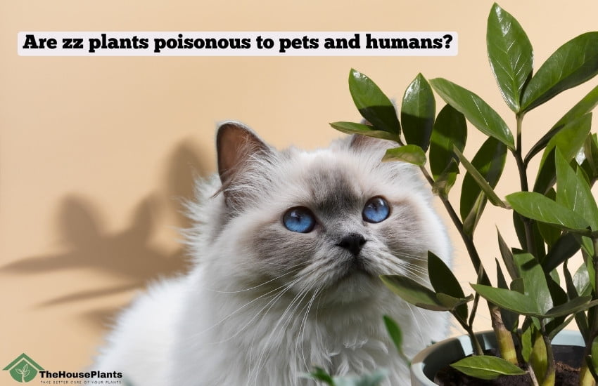 Are zz plants poisonous to pets and humans