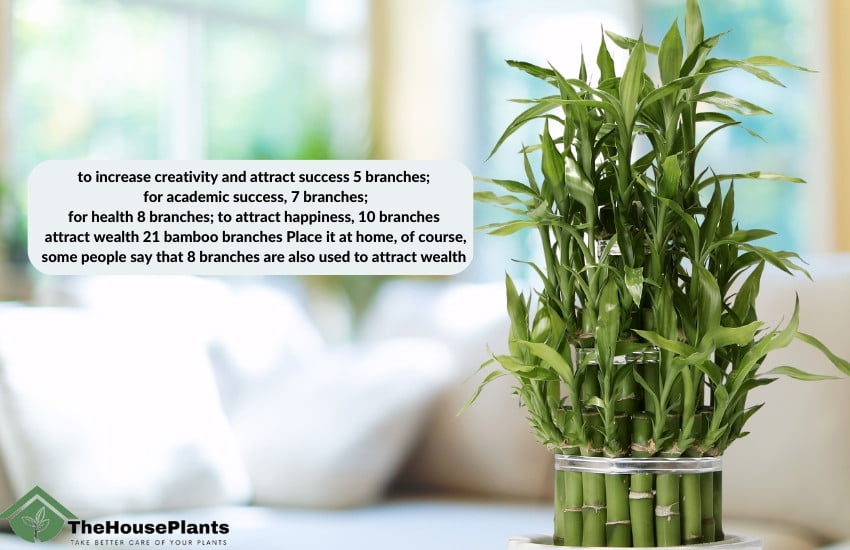 Bamboo lucky best Feng Shui Plants for Wealth