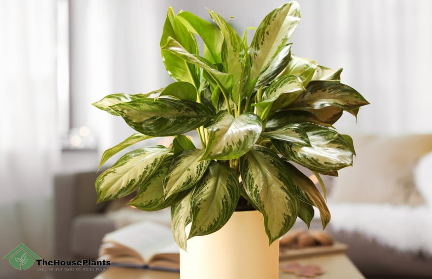 Caring for Your Aglaonema Silver Bay 