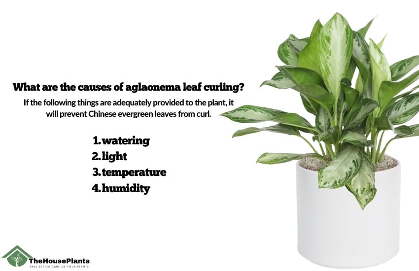 Chinese Evergreen leaves curling