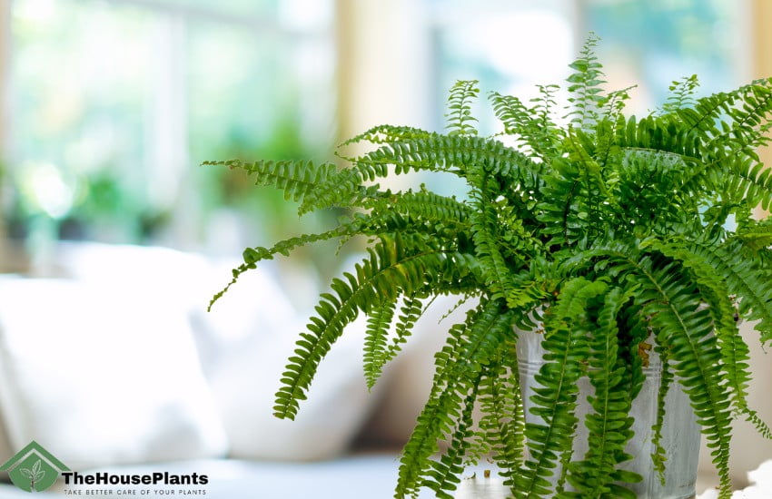 Fern Plants that Bring Wealth to Your Home 