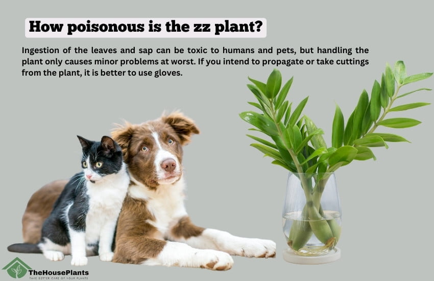 How poisonous is the zz plant?