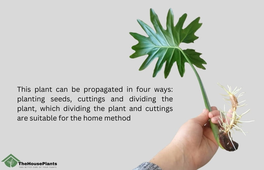 How to Propagate Tree Philodendron