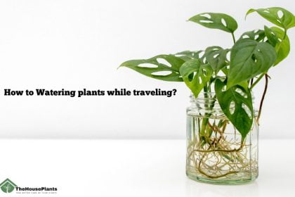 How to Watering plants while traveling?