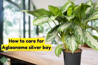 How to care for Aglaonema silver bay