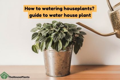 water house plant