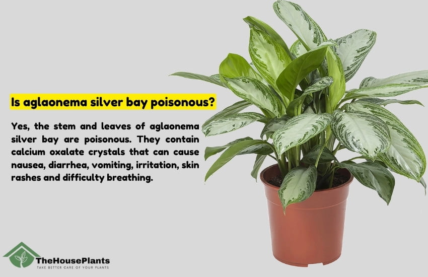 Is aglaonema silver bay poisonous