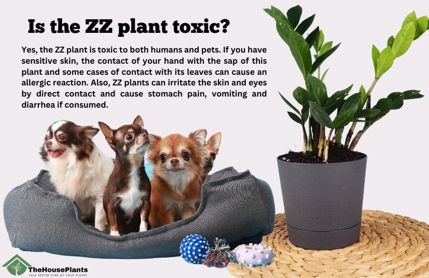 Is the ZZ Plant Toxic to cats, dog and Human? Learn About Safety Measures