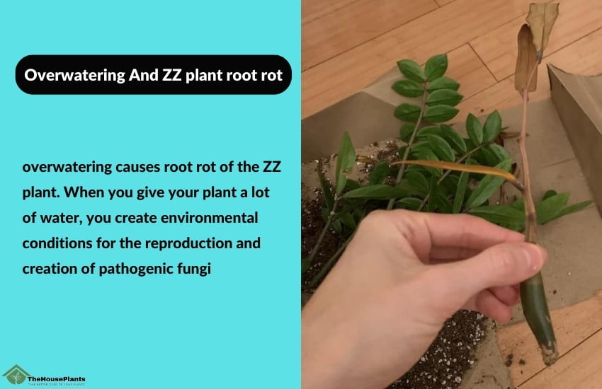 Overwatering And ZZ plant root rot
