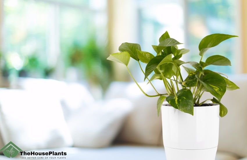 Best Feng Shui Plants for Wealth, 17 famous Houseplants of wealth + image