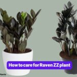 How to care for Raven ZZ plant