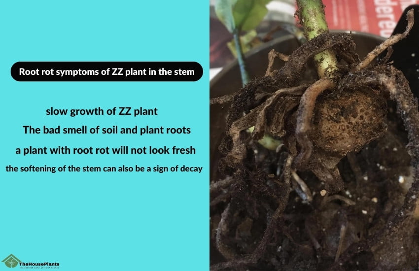 Root rot symptoms of ZZ plant in the stem