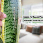 Snake Plant Splitting