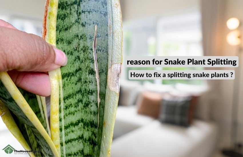 Snake Plant Splitting