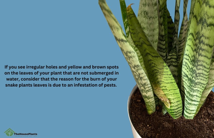 The disease that causes the snake plant brown tips