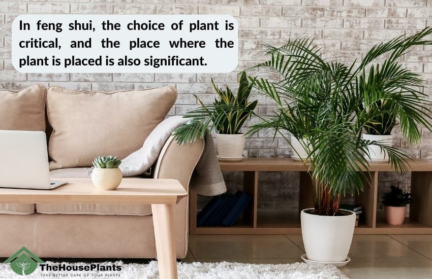 The place of plants in Feng Shui