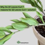 ZZ Plant Leaves Curling