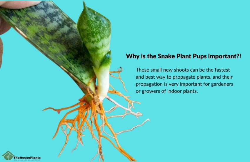 Why is the Snake plant new shoots important