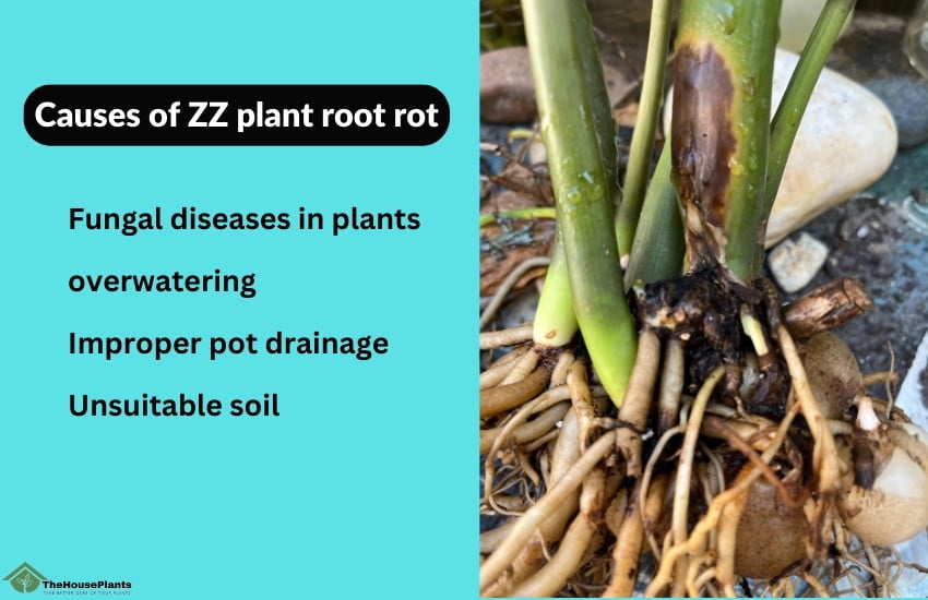 ZZ plant root rot