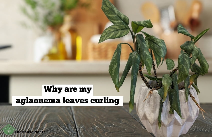 aglaonema leaves curling