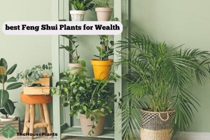 best Feng Shui Plants for Wealth