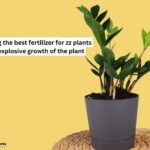 best fertilizer for zz plant
