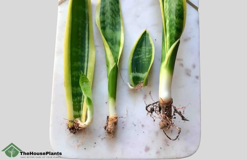 how to separate snake plant pups