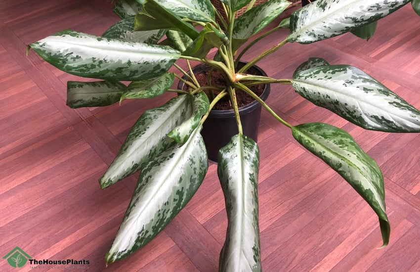  humidity affect aglaonema curling leaves