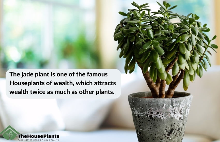 jade plant in Houseplants of wealth