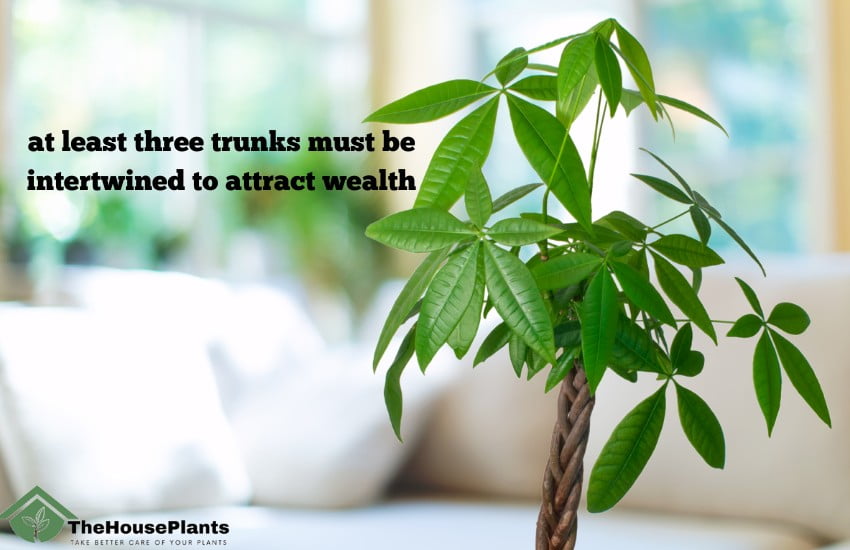 money tree houseplants of wealth