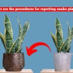repotting snake plants