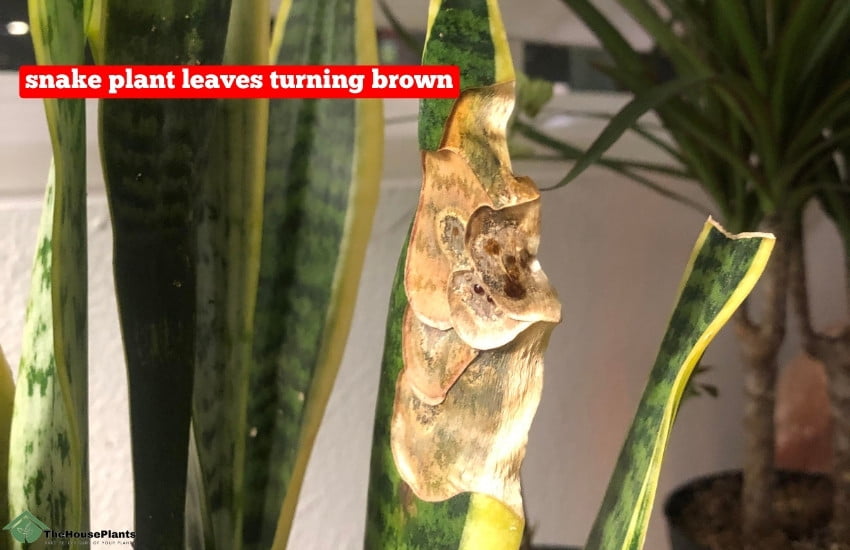 snake plant leaves turning brown