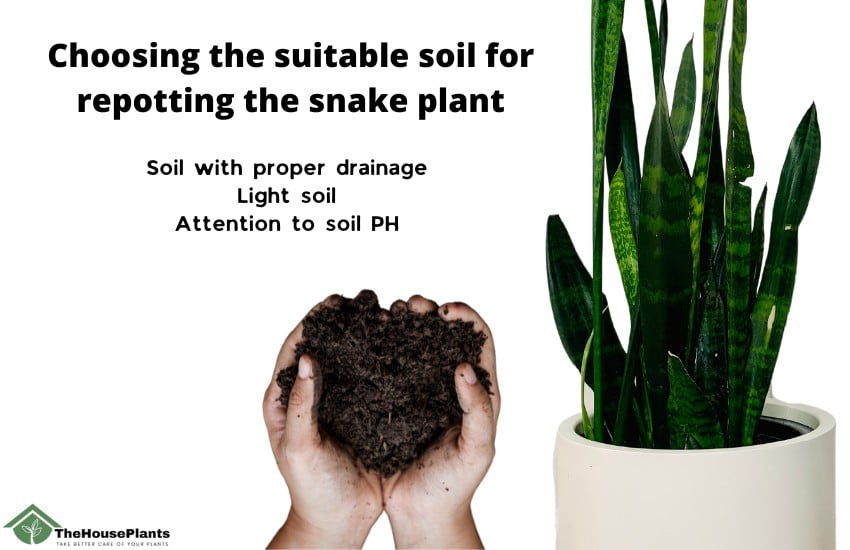 soil for repotting the snake plant