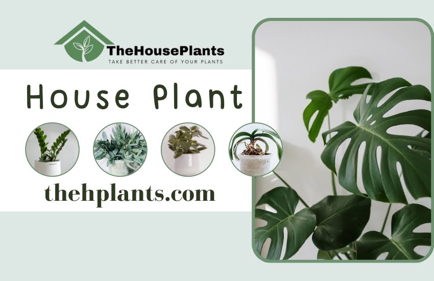 the house plants