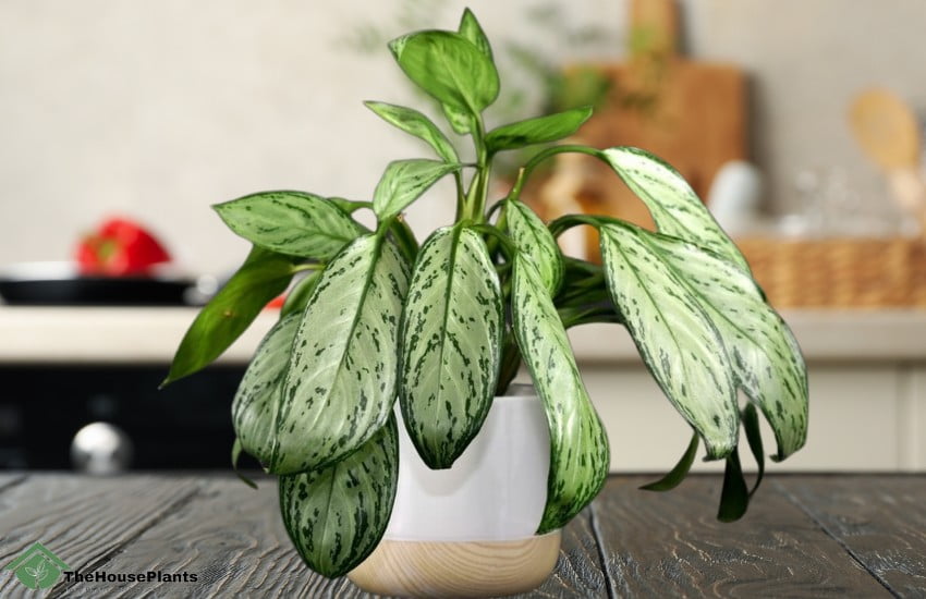 watering and aglaonema curling leaves