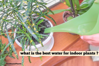 what is the best water for indoor plants