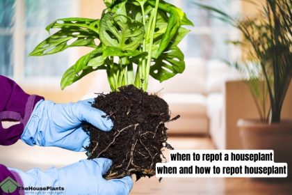 when to repot a houseplant