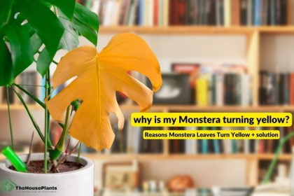 why is my Monstera turning yellow