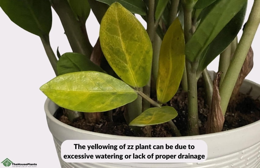 yellow leaves from Common ZZ Plant Problems  