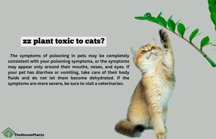 zz plant toxic to cats
