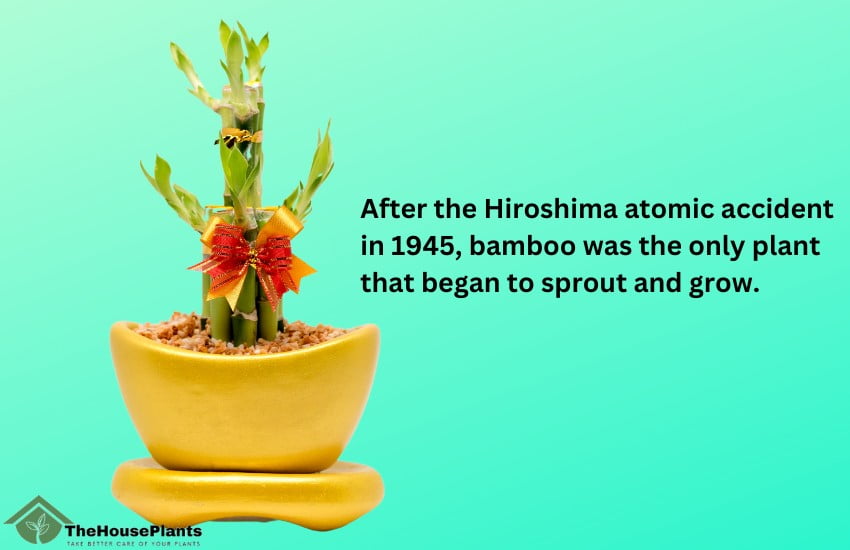 Bamboo after the Hiroshima incident