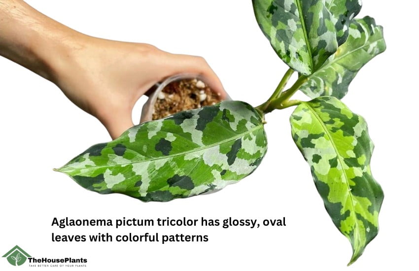 Care of Aglaonema Pictum Tricolor
