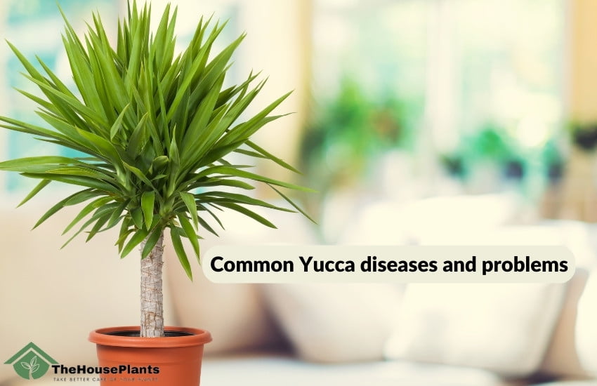 Common Yucca diseases and problems