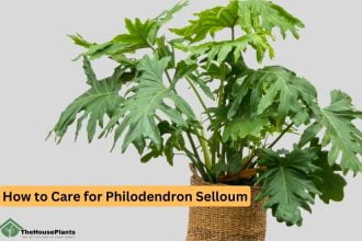 How to Care for Philodendron Selloum