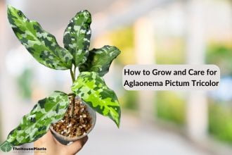 How to Grow and Care for Aglaonema Pictum Tricolor