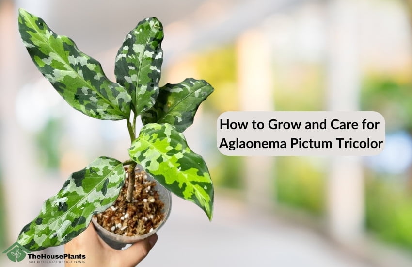How to Grow and Care for Aglaonema Pictum Tricolor