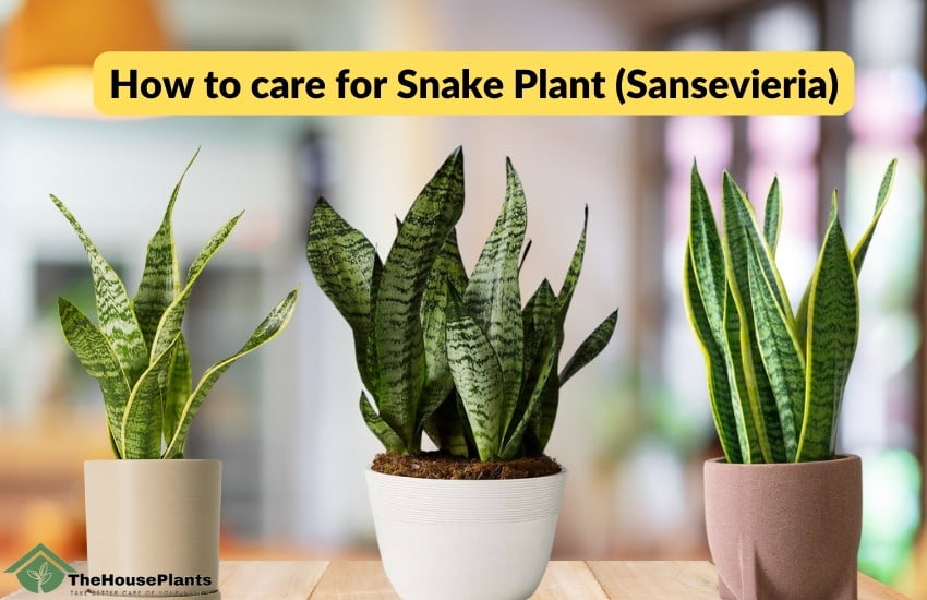 How to care for Snake Plant