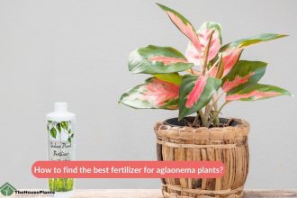 How to find the best fertilizer for aglaonema plants