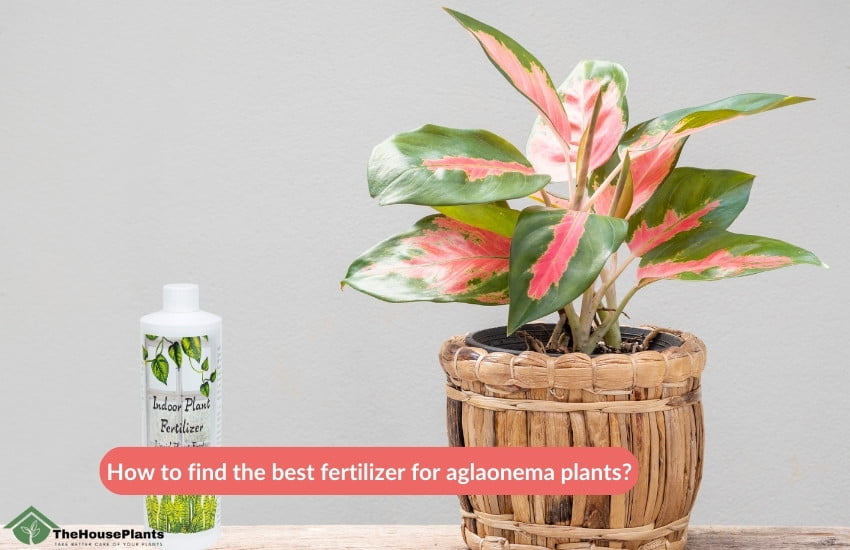 How to find the best fertilizer for aglaonema plants